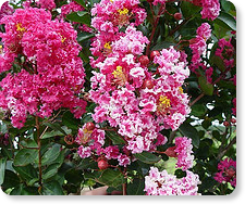 Crape Myrtle
